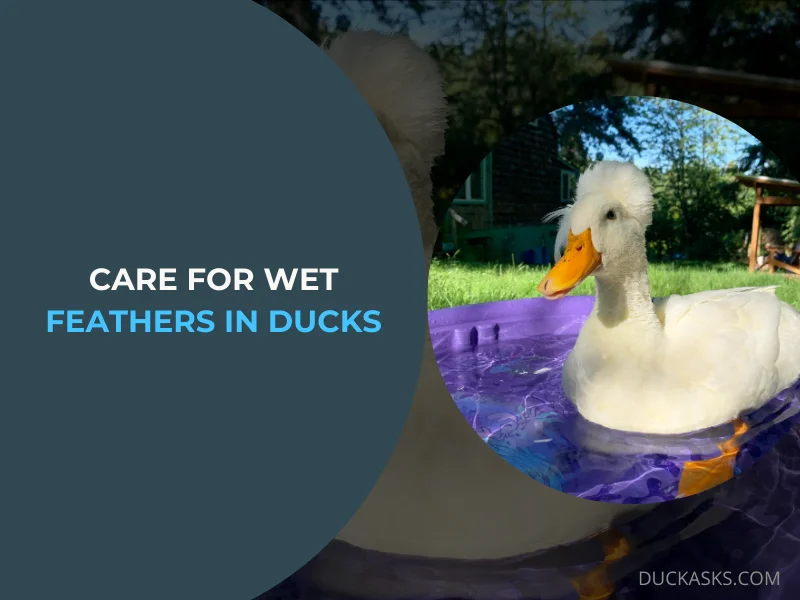 How to Care for Wet Feathers in Ducks