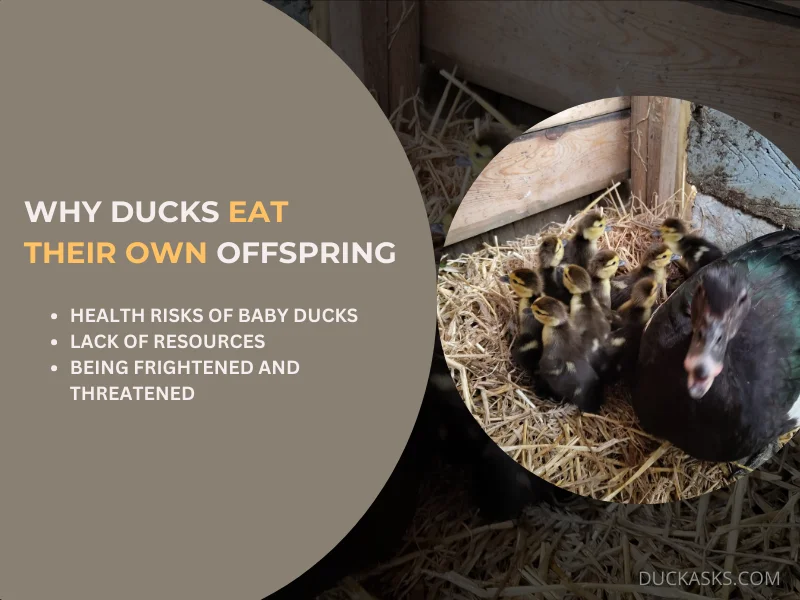 What Are the Reasons Why Ducks Would Eat Their Own Offspring