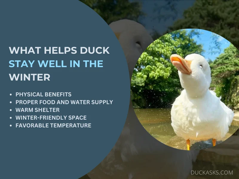 What Helps Duck Stay Well in the Winter