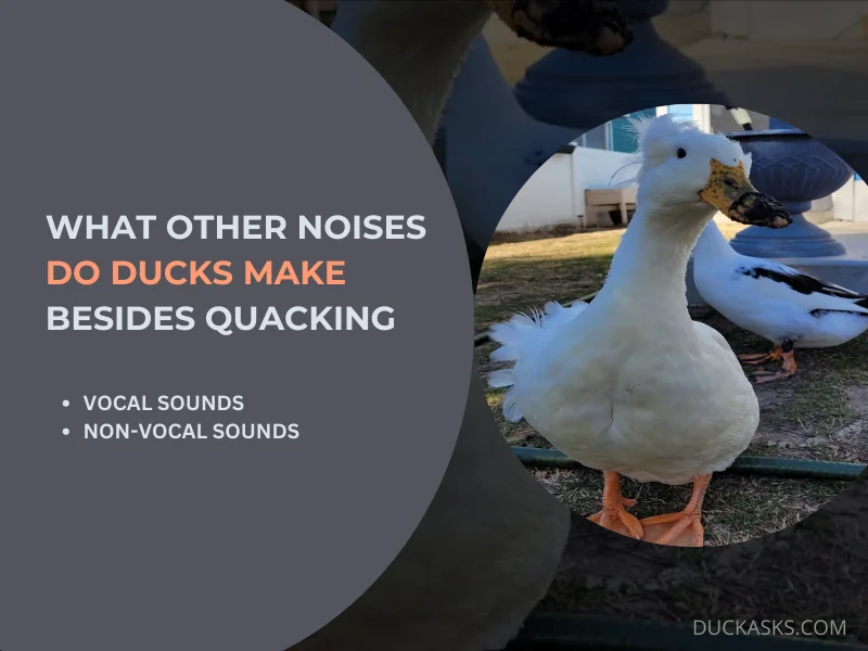 What Other NoisesSounds Do Ducks Make Besides Quacking