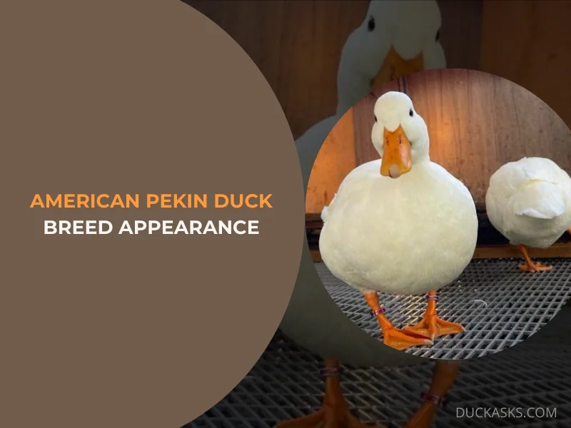 American Pekin Duck Breed Appearance