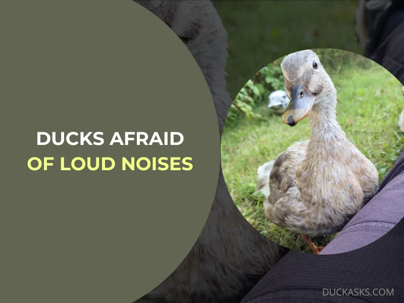 Are Ducks Afraid of Loud Noises