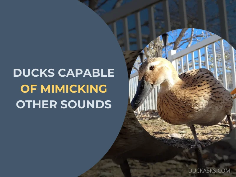 Are Ducks Capable of Mimicking Other Sounds