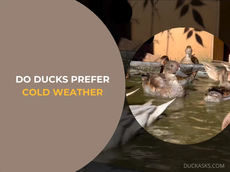 Do Ducks Prefer Cold Weather