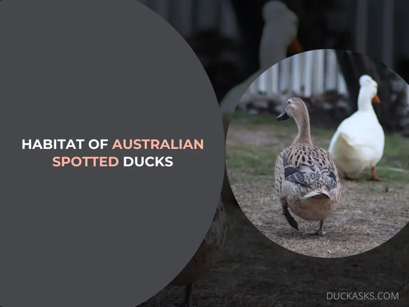 Habitat of Australian Spotted Ducks