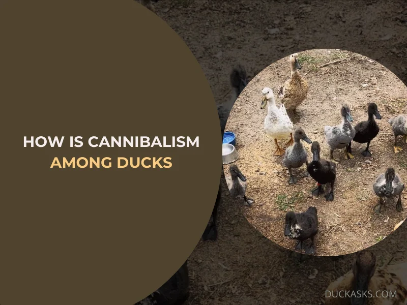 How Common Is Cannibalism Among Ducks