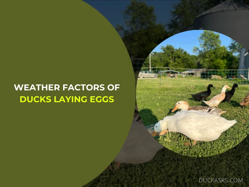 Weather Factors of Ducks Laying Eggs