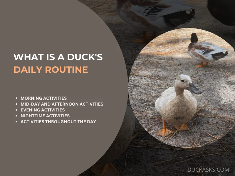 What Is a Duck_s Daily Routine