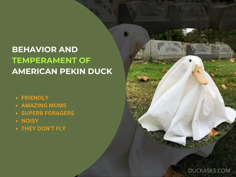 American Pekin Duck Temperament and Behavior