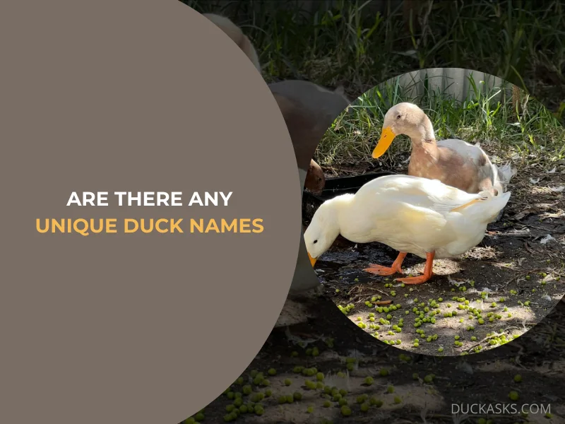 Are There Any Unique Duck Names