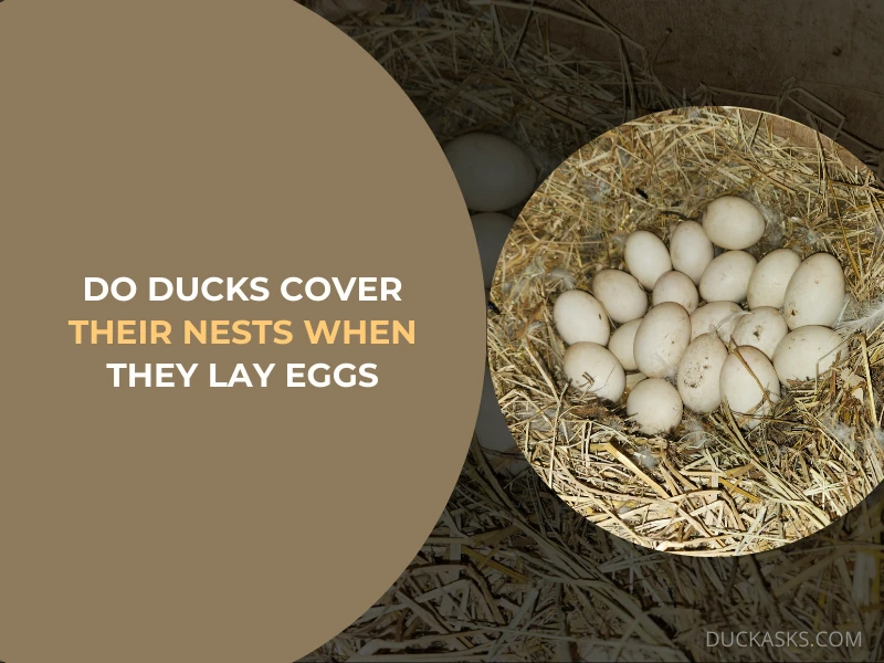 Do Ducks Cover Their Nests When They Lay Eggs