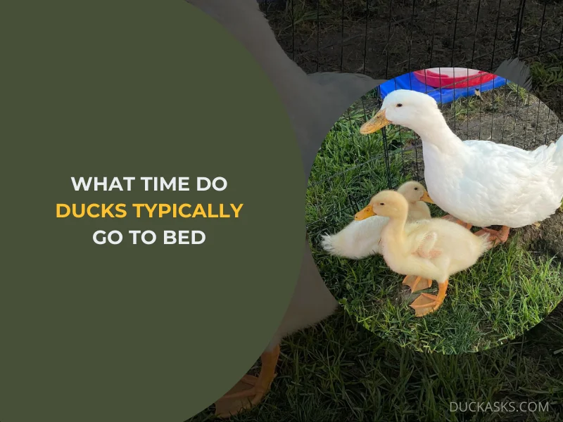 What Time Do Ducks Typically Go to Bed