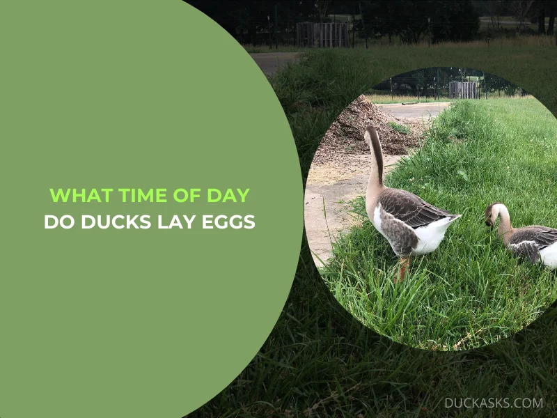 What Time of Day Do Ducks Lay Eggs