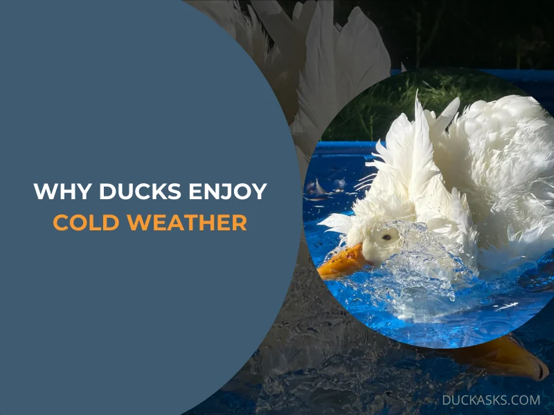 Why Ducks Enjoy Cold Weather