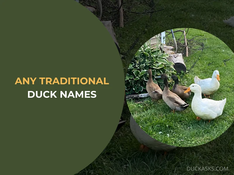 Are There Any Traditional Duck Names