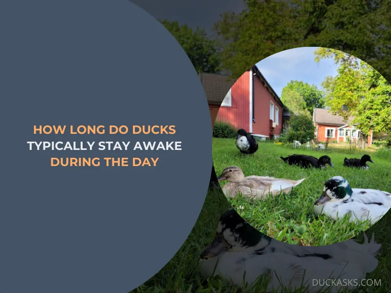 How Long Do Ducks Typically Stay Awake During the Day