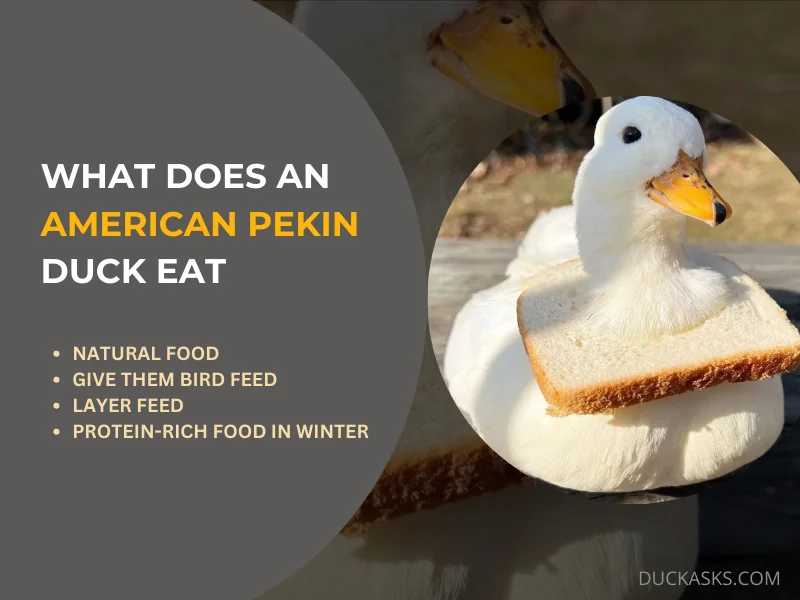 What Does an American Pekin Duck Eat