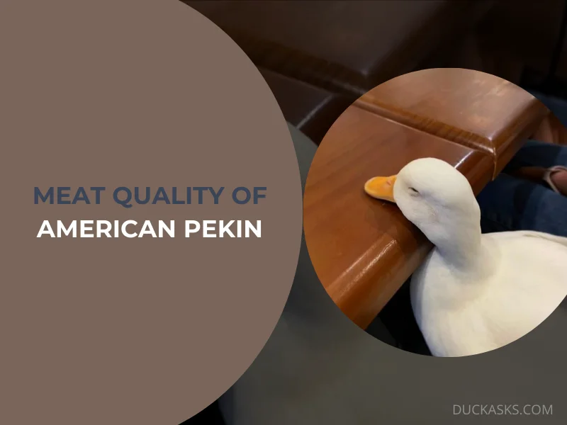 Meat Quality of American Pekin