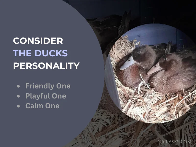 Consider the Ducks Personality