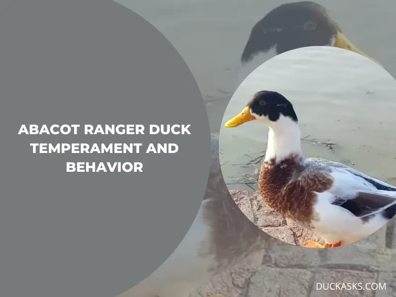 Abacot Ranger Duck Temperament and Behavior