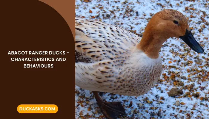 Abacot Ranger Duck: Behavior, Habitat And More