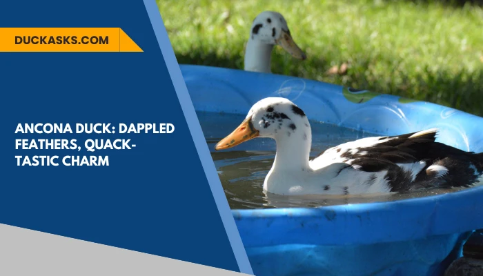 Ancona Duck: Behaviour And Breed Guide