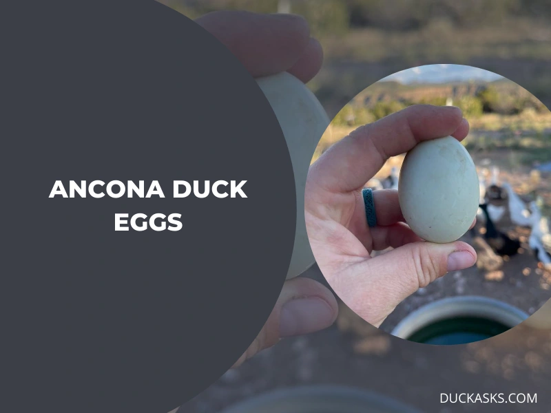 Ancona Duck Eggs