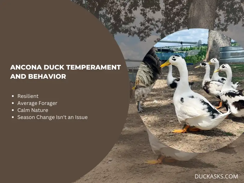 Ancona Duck Temperament and Behavior