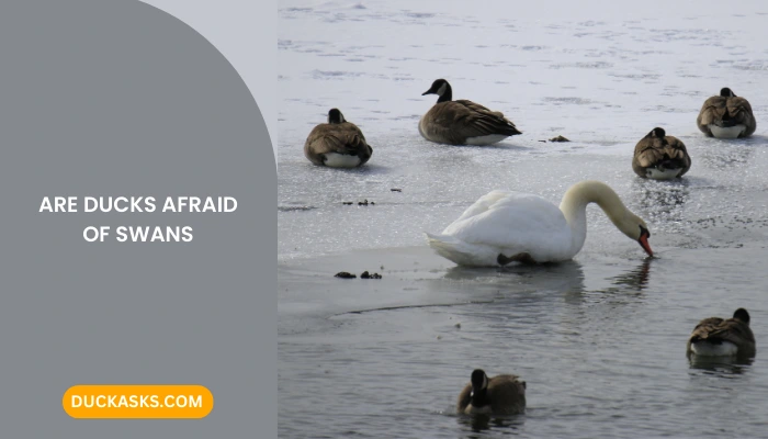 Are Ducks Afraid of Swans?