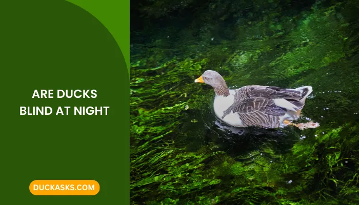 Are Ducks Blind at Night?