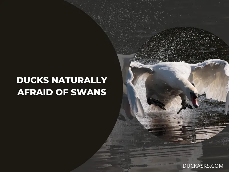 Are Ducks Naturally Afraid of Swans