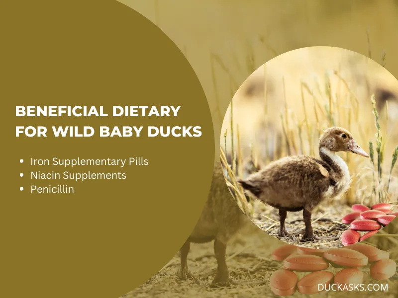 Are There Any Dietary Supplements or Vitamins that Are Beneficial for Wild Baby Duck