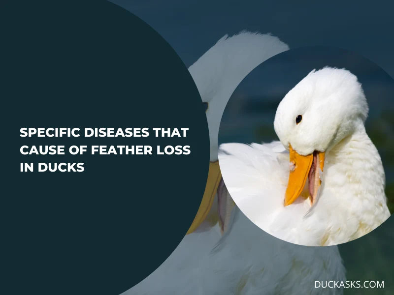 Are There Any Specific Diseases that Can Lead to Feather Loss in Ducks