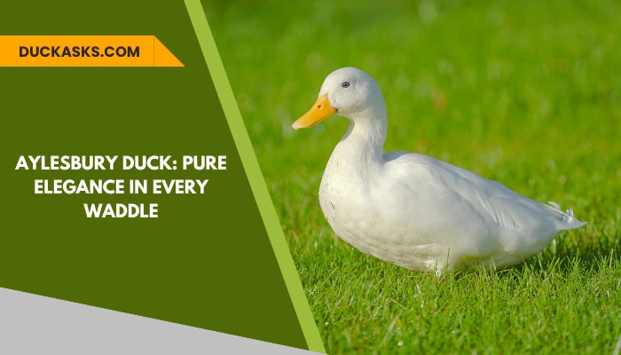 Aylesbury Duck: Behavior, Characteristics And More