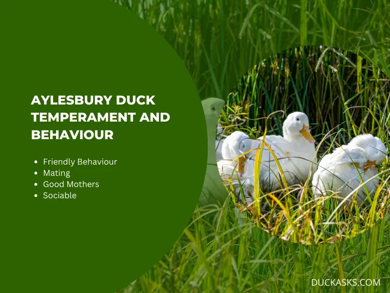 Aylesbury Duck Temperament and Behaviour