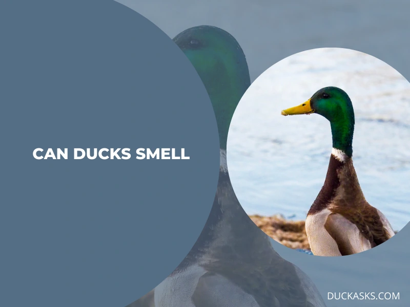 Can Ducks Smell