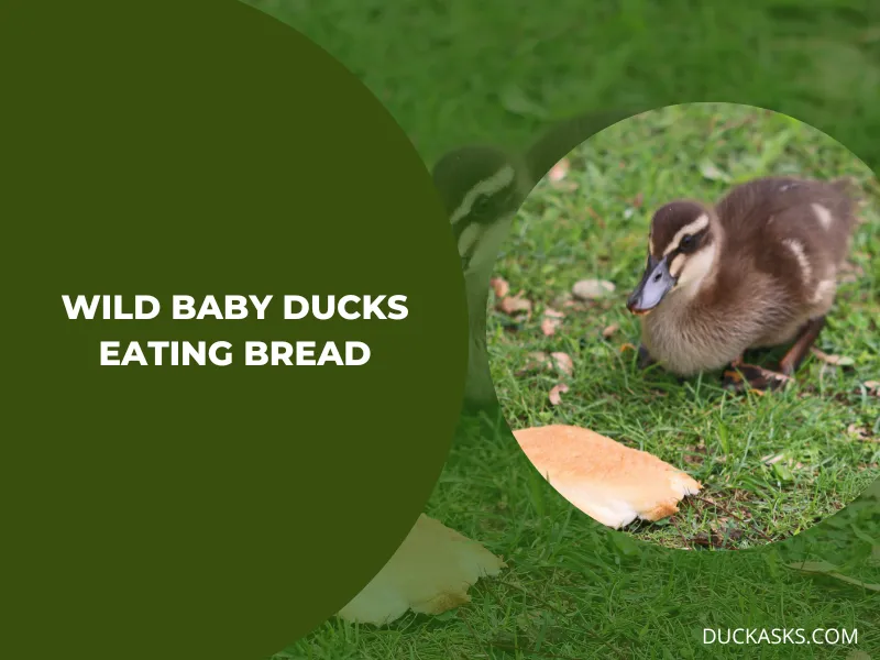 Can I Feed Wild Baby Ducks Bread