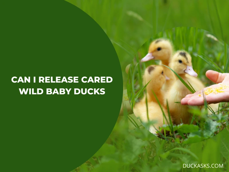 Can I Release Wild Baby Ducks After I Take Care of Them