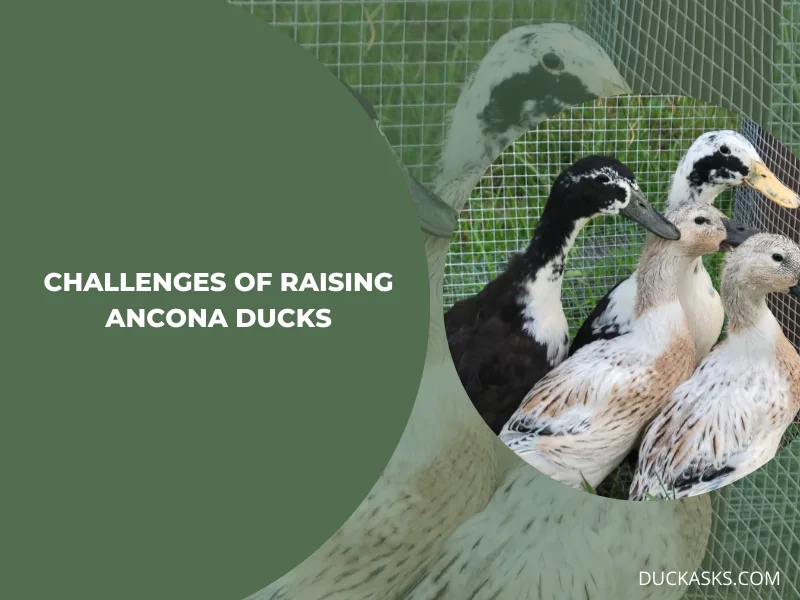 Challenges of Raising Ancona Ducks