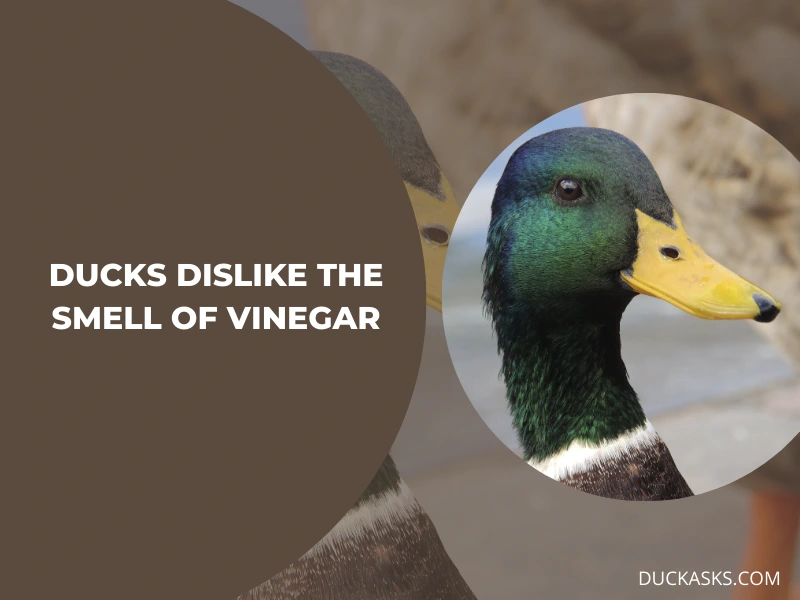 Do Ducks Dislike the Smell of Vinegar