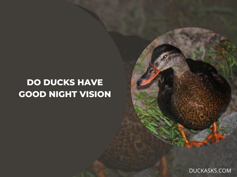 Do Ducks Have Good Night Vision