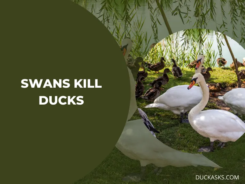 Do Swans Kill Ducks