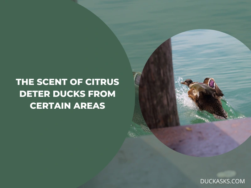 Does the Scent of Citrus Deter Ducks from Certain Areas