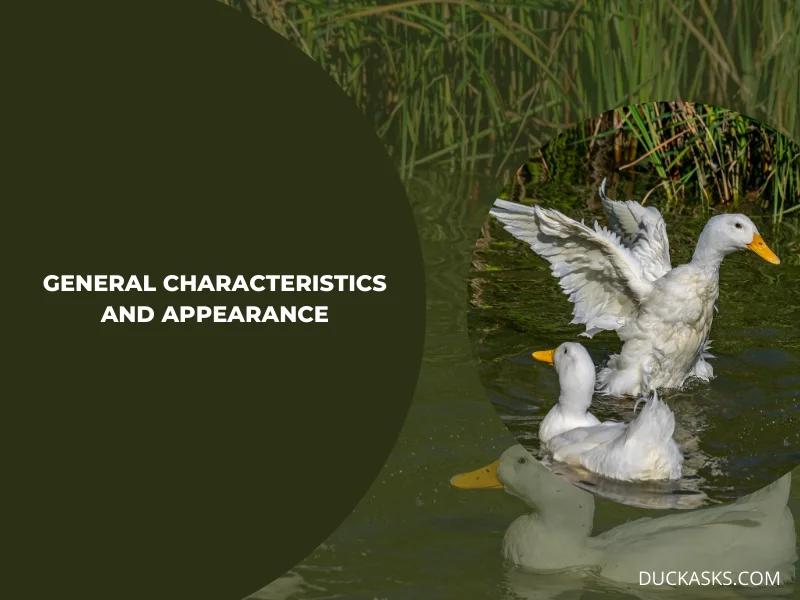 General Characteristics and Appearance