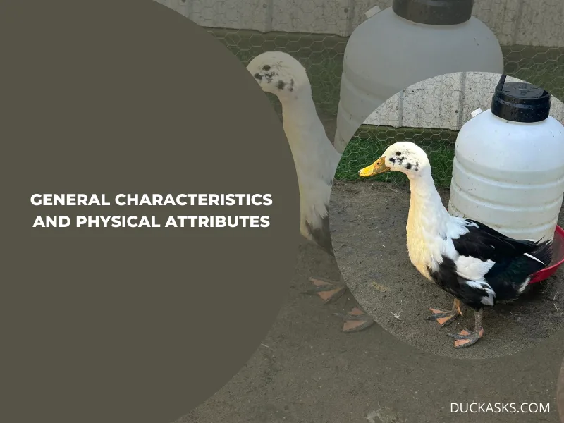 General Characteristics and Physical Attributes