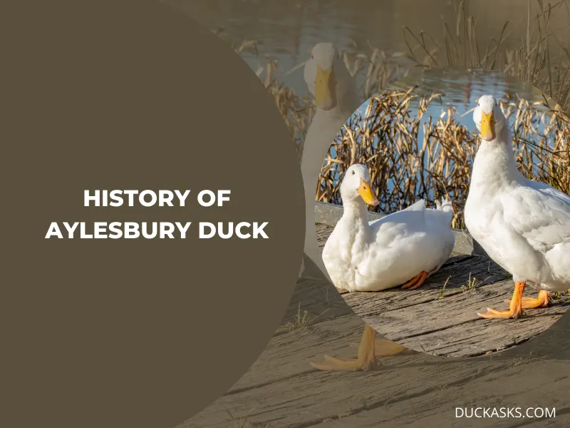 History of Aylesbury Duck