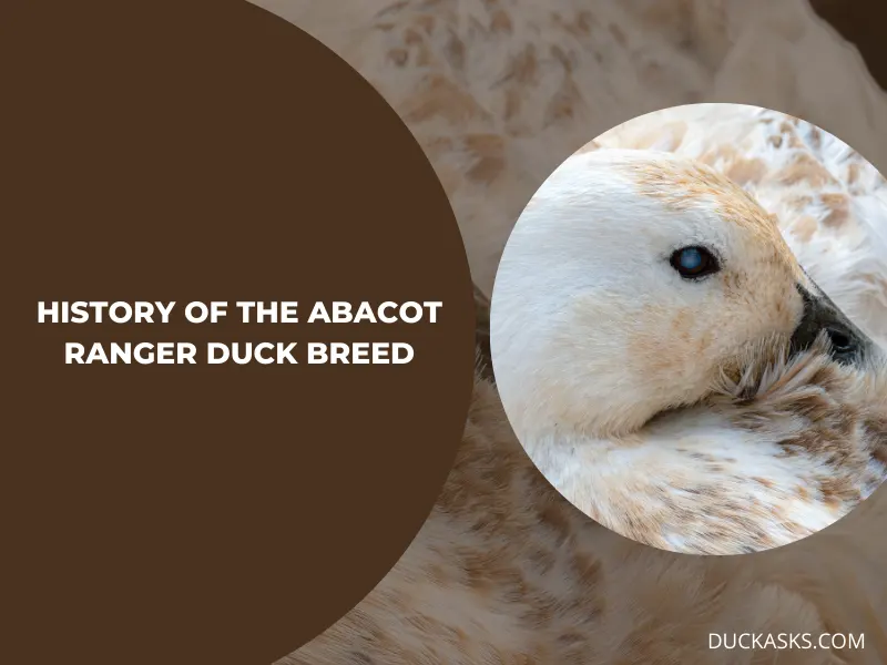 History of the Abacot Ranger Duck Breed