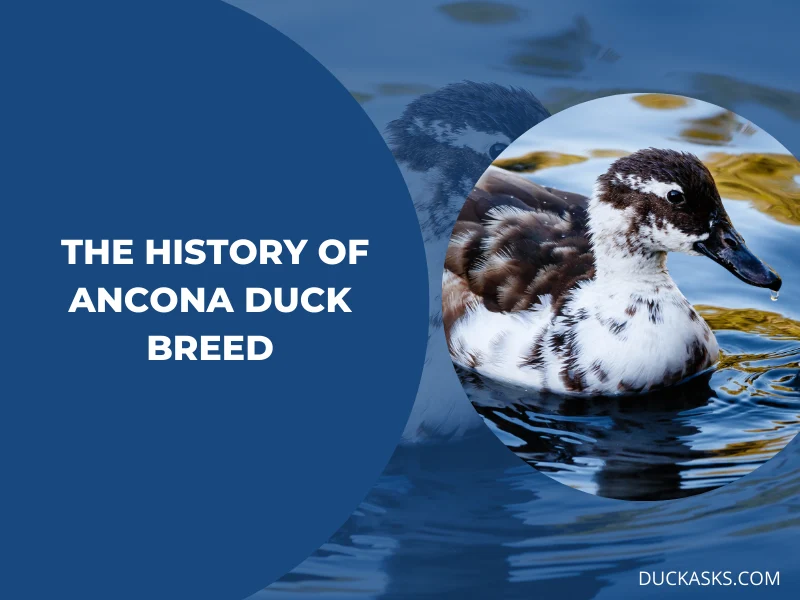 History of the Ancona Duck Breed