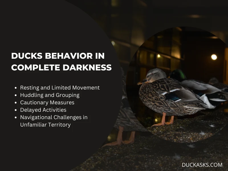 How Do Ducks Behave in Complete Darkness