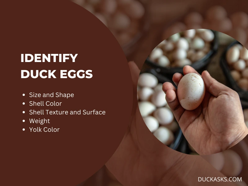 How Do You Identify Duck Eggs